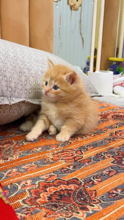 Persian male or female cats