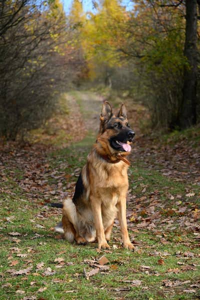 1 dog
