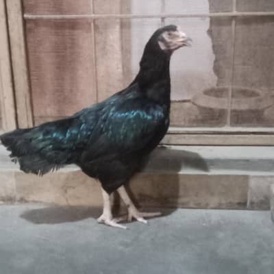 Pure breed mushki  mianwali