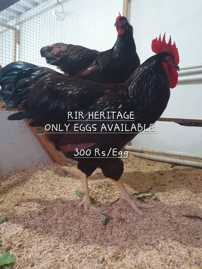 RIR Commercial / fertile eggs/ rir eggs /rir heritage/ RIR