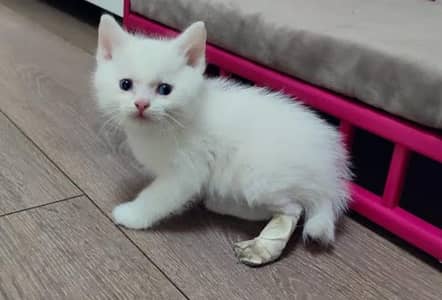 Persian white kittens looking for new home 0/3/2/5/6/3/9/6/9/2/2
