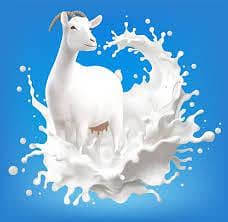 goat milk for sale