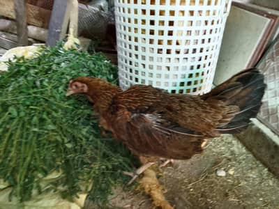 kurk murgi with chicks