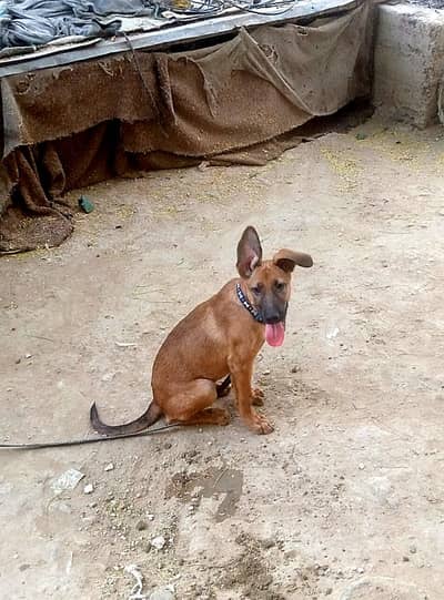 germen shepherd pup