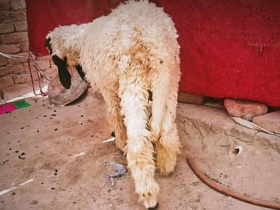 sheep active and healthy
