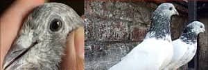 Siyalkoti Choha Pair For Sale