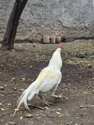 White Asee breedarl murga for sale