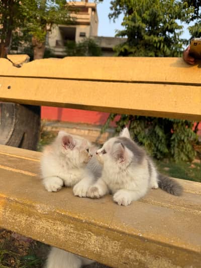 Persian kittans Home bread kittens