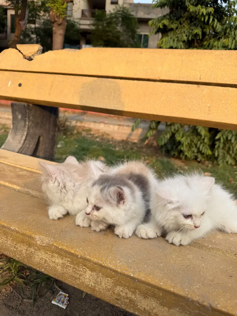 Persian kittans Home bread kittens — photo 2