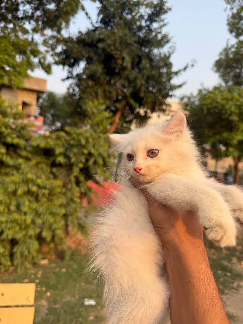 Persian kittans Home bread kittens — photo 3