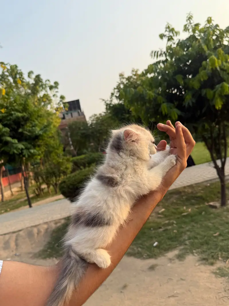 Persian kittans Home bread kittens — photo 4
