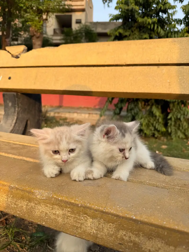 Persian kittans Home bread kittens — photo 5