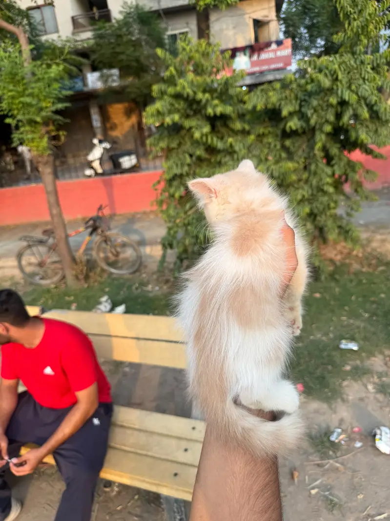Persian kittans Home bread kittens — photo 6