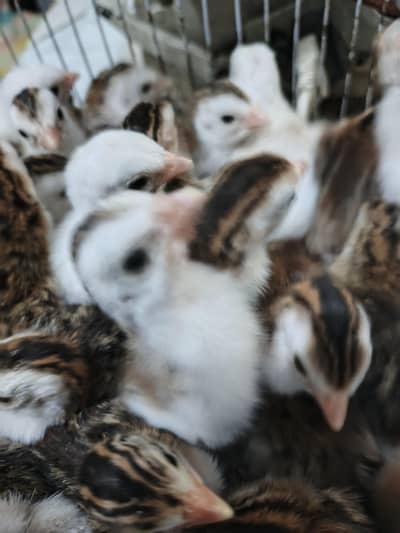 Guinea Fowl chicks in different colors Whatsapp: 0.3. 3.2. 3.2. 2.6. 5.1. 1