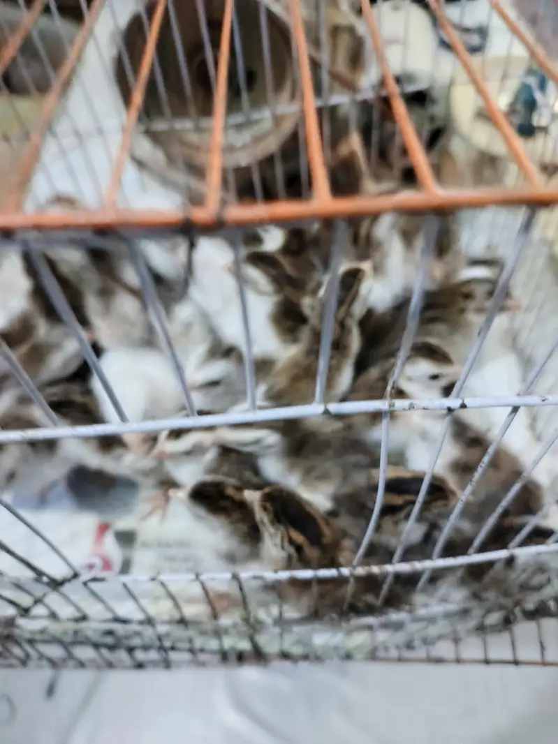 Guinea Fowl chicks in different colors Whatsapp: 0.3. 3.2. 3.2. 2.6. 5.1. 1 — photo 3