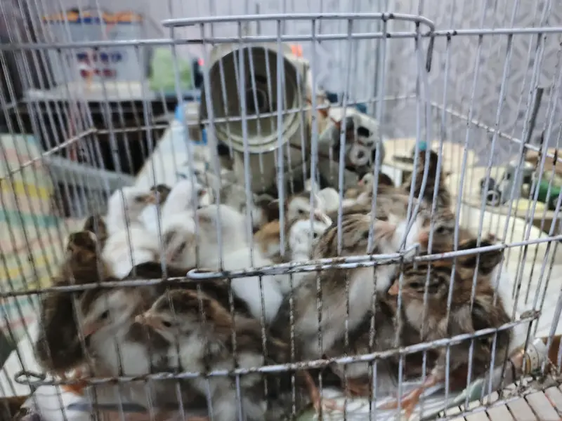 Guinea Fowl chicks in different colors Whatsapp: 0.3. 3.2. 3.2. 2.6. 5.1. 1 — photo 4