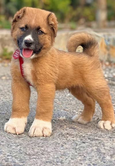 alabai security dog 2 month male for sale