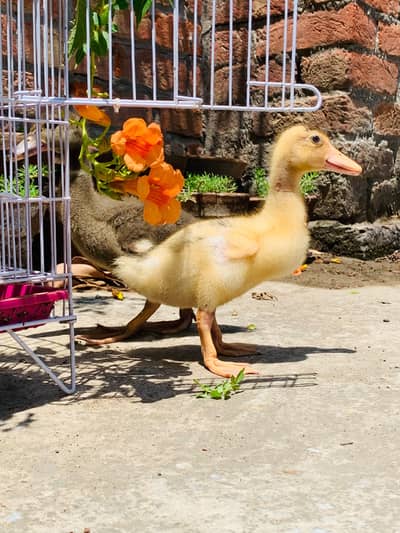 best baby duck and 4 chicks