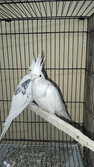 w pight cocktail one confirm breeder pair and one male healthy active