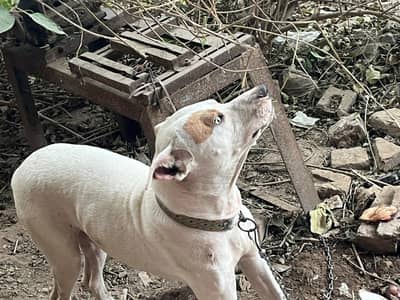 urgent dog for sale