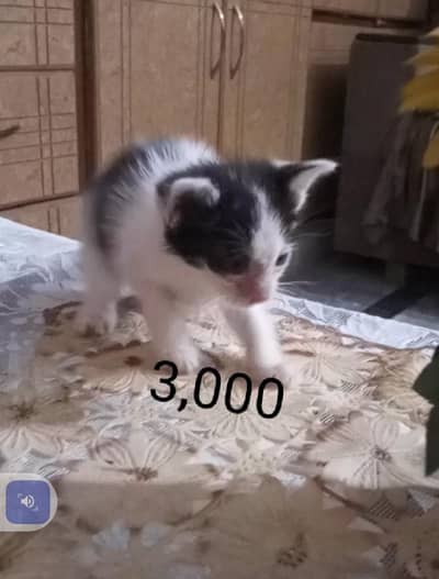 cats sale