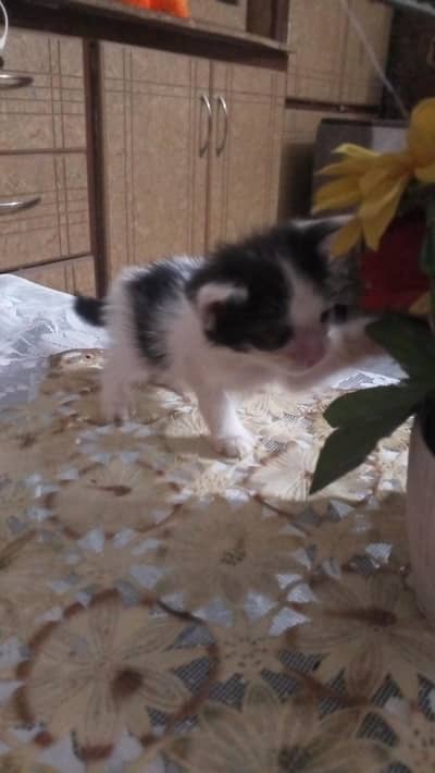 cats sale