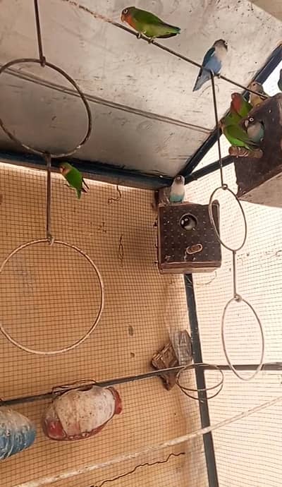 14 love birds parrot 