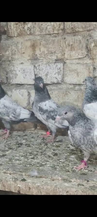 home breed golden kamagar pathy pathiyan for sale