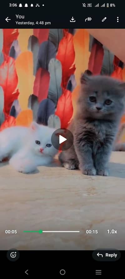 cat parsion triple coted