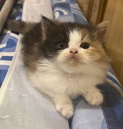 Persian Kittens