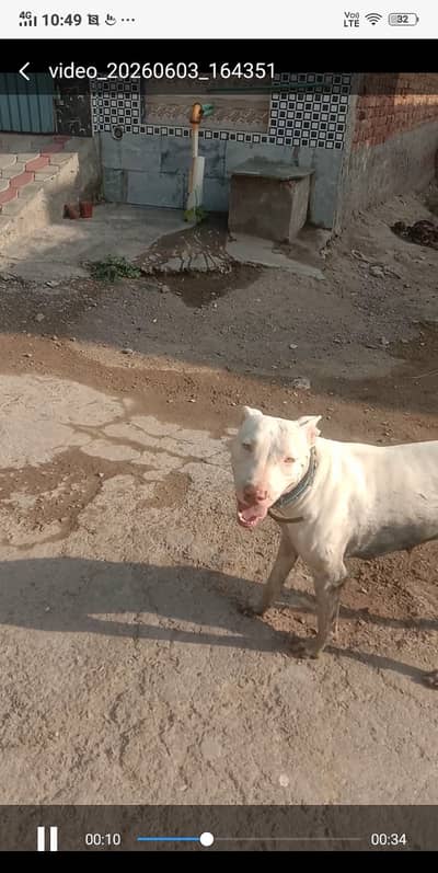 Gultariya dog