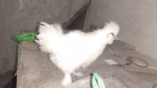 for sale