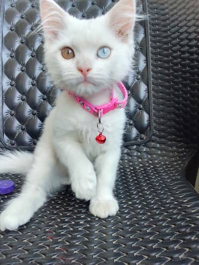 Male Cute Kitten with Beautiful 2-Color Eyes – Urgent Sale Price 8000