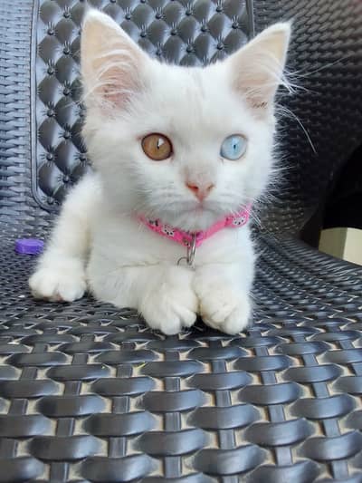 Male Cute Kitten with Beautiful 2-Color Eyes – Urgent Sale Price 6000