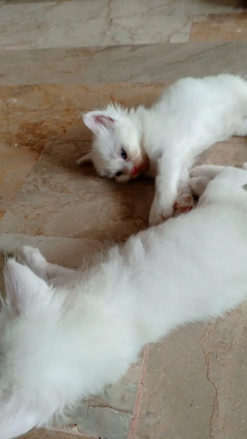 semi Persian triple coated