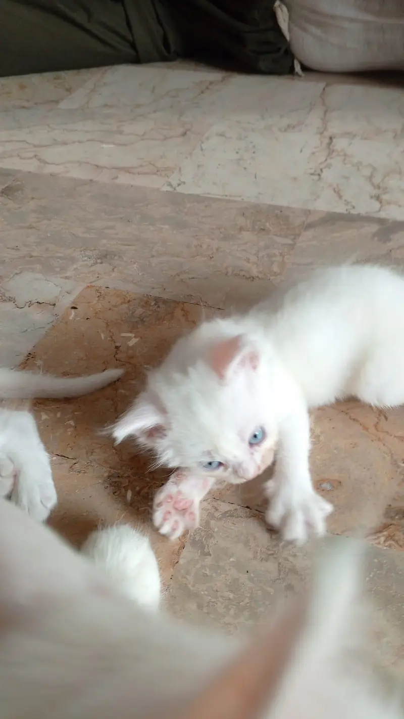 semi Persian triple coated — photo 2