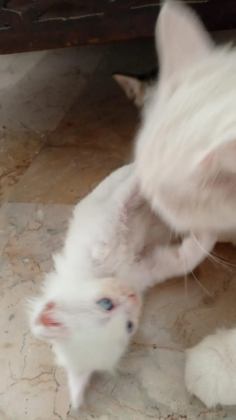 semi Persian triple coated — photo 3
