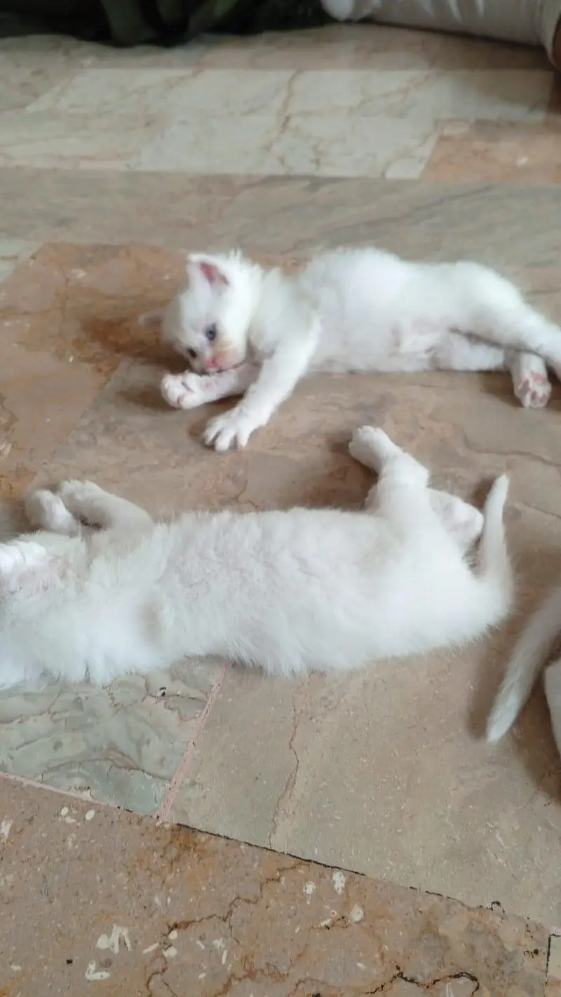 semi Persian triple coated — photo 4