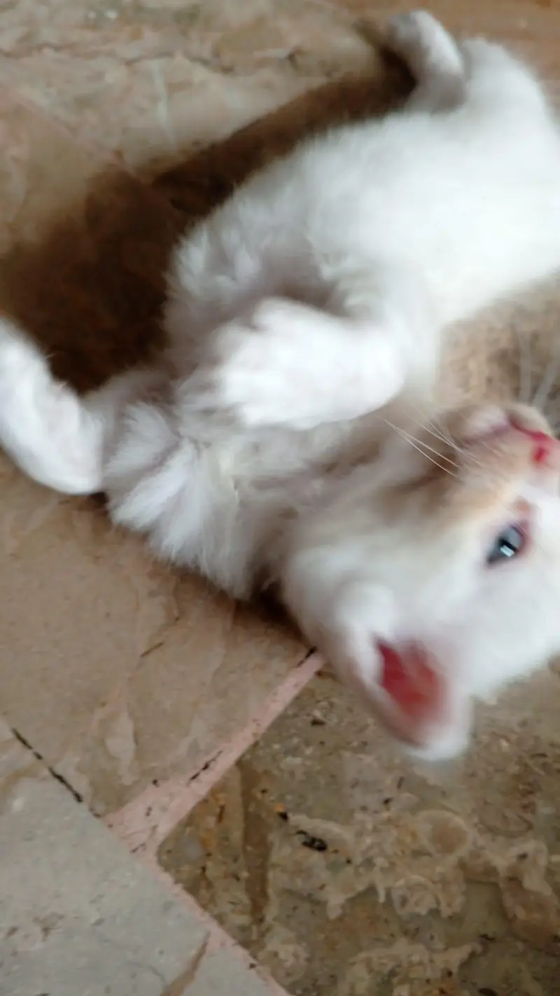 semi Persian triple coated — photo 5