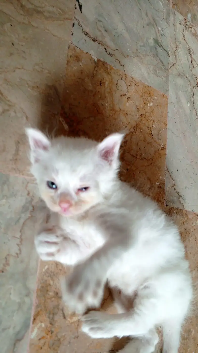 semi Persian triple coated — photo 6