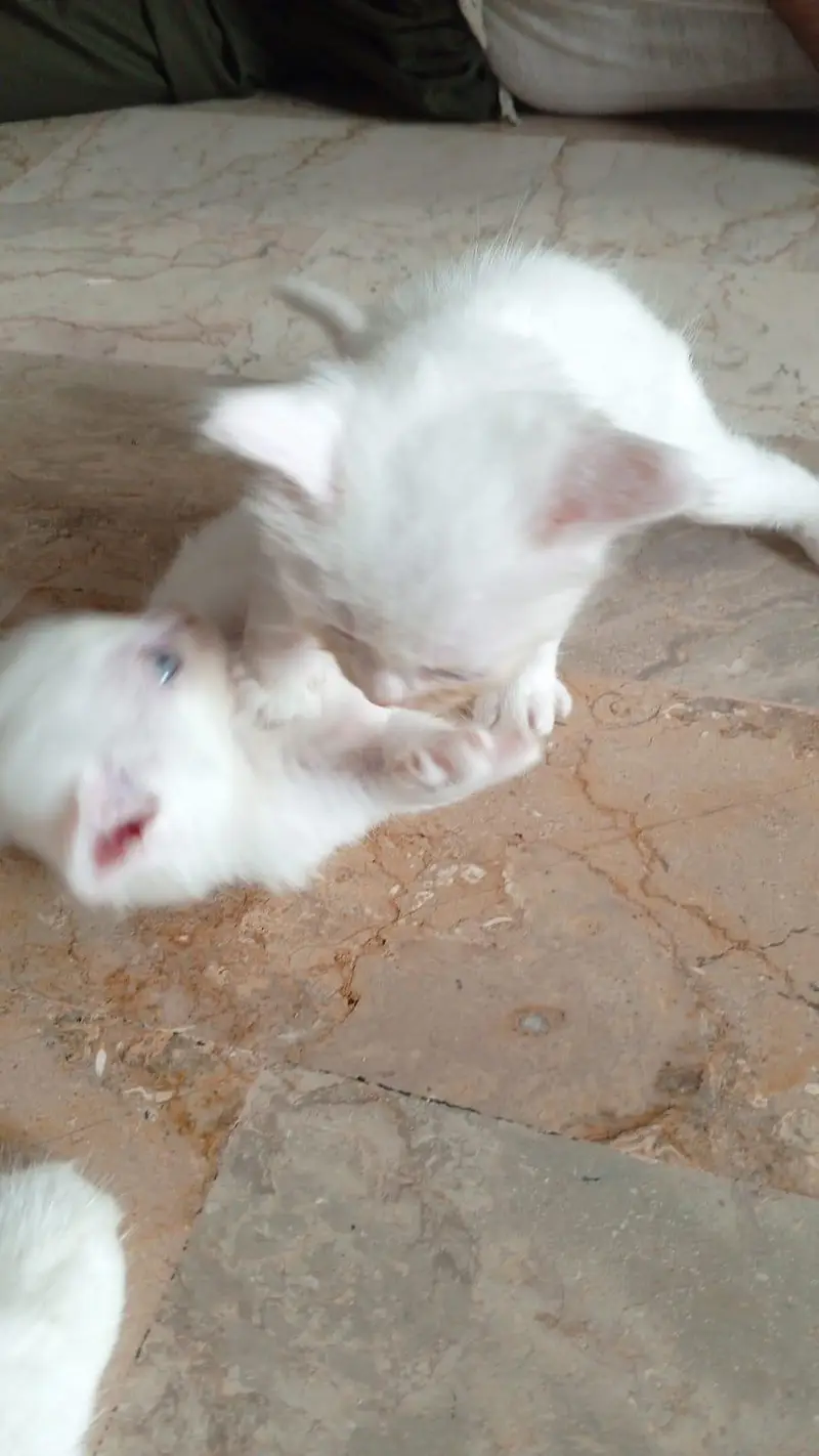 semi Persian triple coated — photo 7