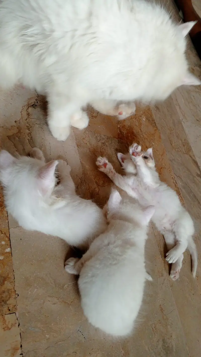 semi Persian triple coated — photo 8