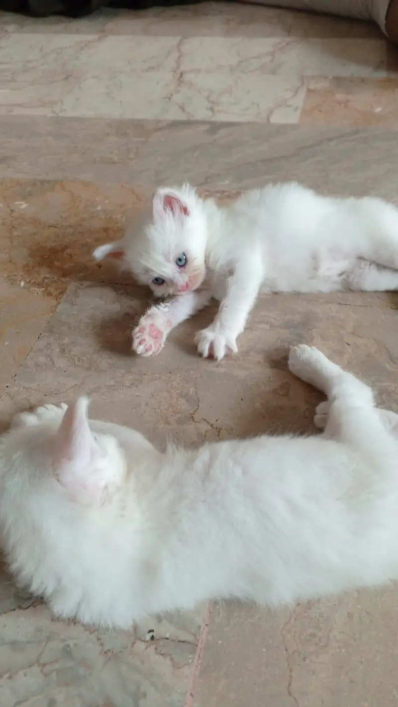 semi Persian triple coated — photo 9