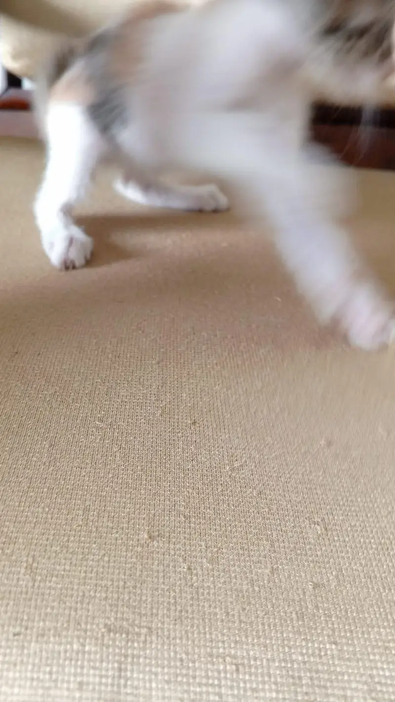 semi Persian triple coated — photo 10
