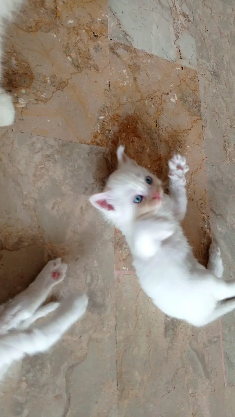 semi Persian triple coated — photo 11