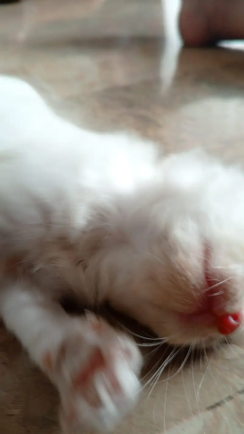 semi Persian triple coated — photo 12