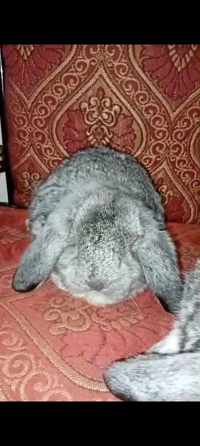 holland lop top breed bunys