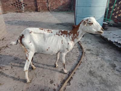 taddi gabban bakri sale