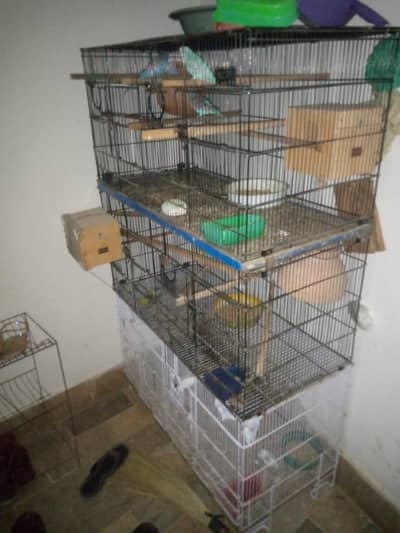 Australian Budgie Pair for Sale