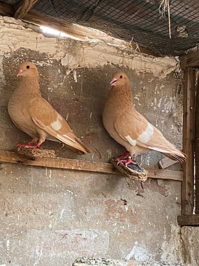 Pegions Breeder Pair For Sale